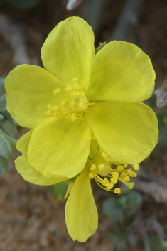 Canary Islands Rock-rose