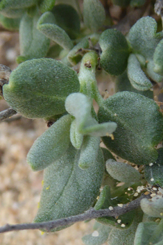 Canary Islands Rock-rose