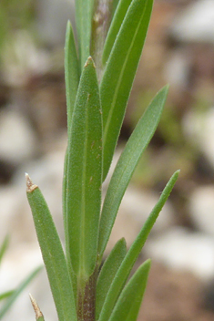 Upright Yellow Flax