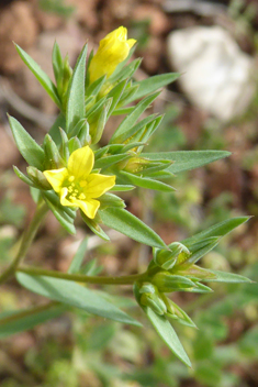 Upright Yellow Flax