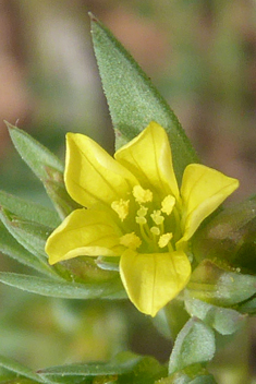 Upright Yellow Flax