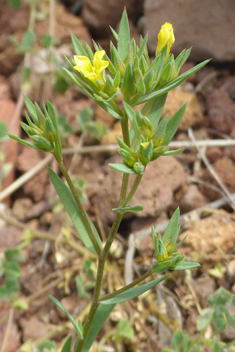 Upright Yellow Flax