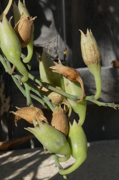 Tree Tobacco