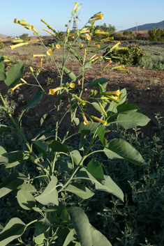 Tree Tobacco