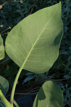 Tree Tobacco