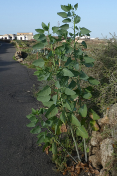 Tree Tobacco