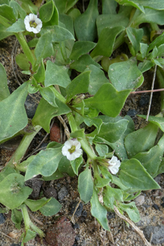 Sclerophylax spinescens