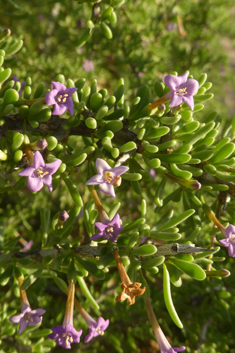 Canary Boxthorn