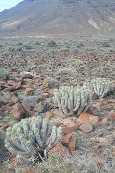 Jandía Spurge