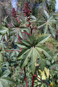 Castor-oil Plant