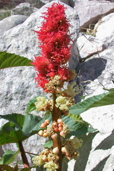 Castor-oil Plant