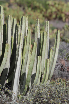 Canary Islands Spurge