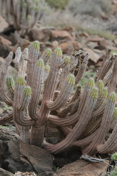 Jandía Spurge