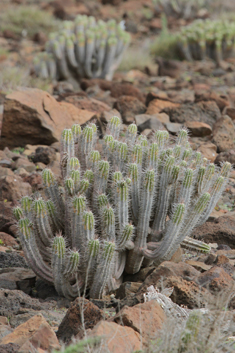 Jandía Spurge