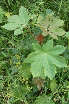 Castor-oil Plant