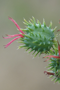 Castor-oil Plant