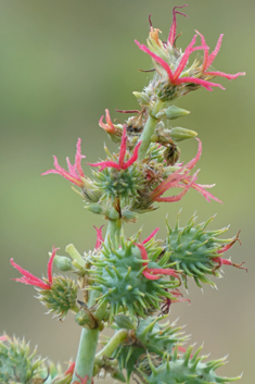 Castor-oil Plant