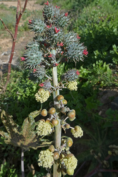 Castor-oil Plant