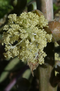 Castor-oil Plant