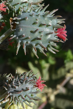 Castor-oil Plant