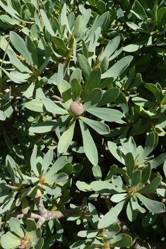 Balsam Spurge