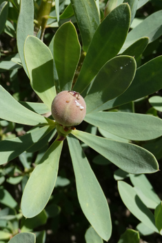 Balsam Spurge