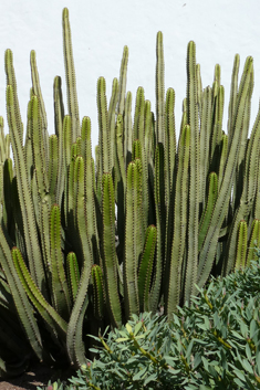 Canary Islands Spurge