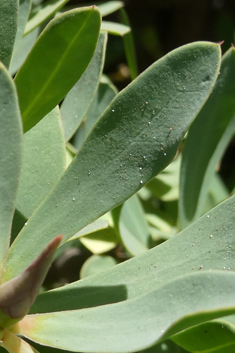 Balsam Spurge