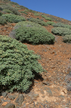 Balsam Spurge