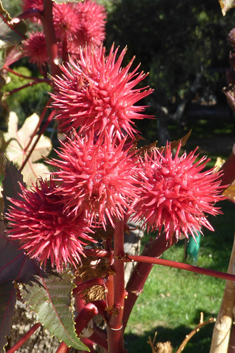 Castor-oil Plant