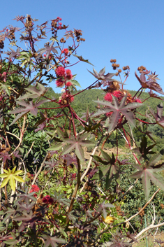 Castor-oil Plant