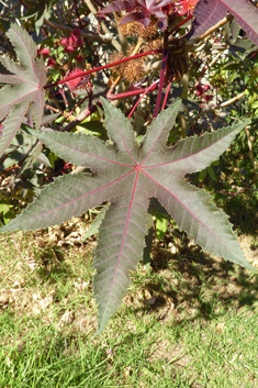 Castor-oil Plant