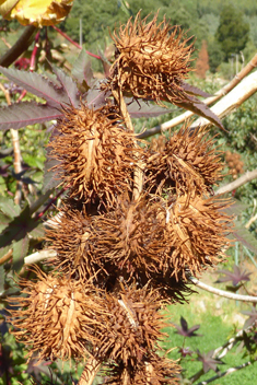 Castor-oil Plant