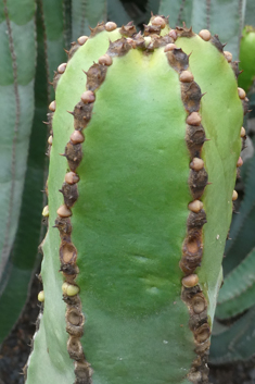 Canary Islands Spurge