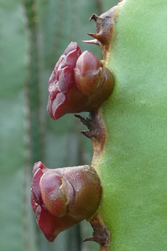 Canary Islands Spurge