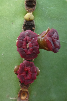 Canary Islands Spurge