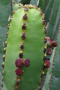 Canary Islands Spurge