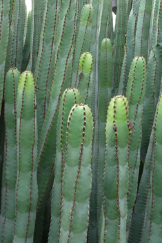 Canary Islands Spurge