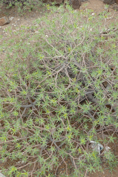 Balsam Spurge