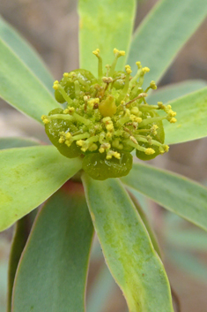 Balsam Spurge