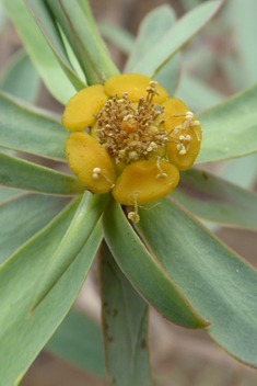 Balsam Spurge