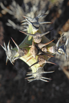 Canary Islands Spurge