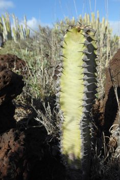 Canary Islands Spurge