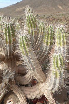 Jandía Spurge