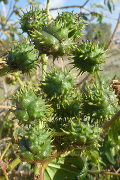 Castor-oil Plant