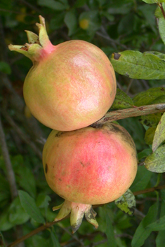 Pomegranate