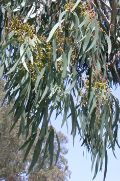 River Red Gum