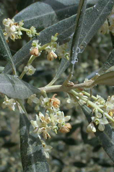Common Olive