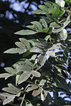 Brazilian Pepper Tree