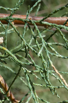 Canary Islands Tamarisk